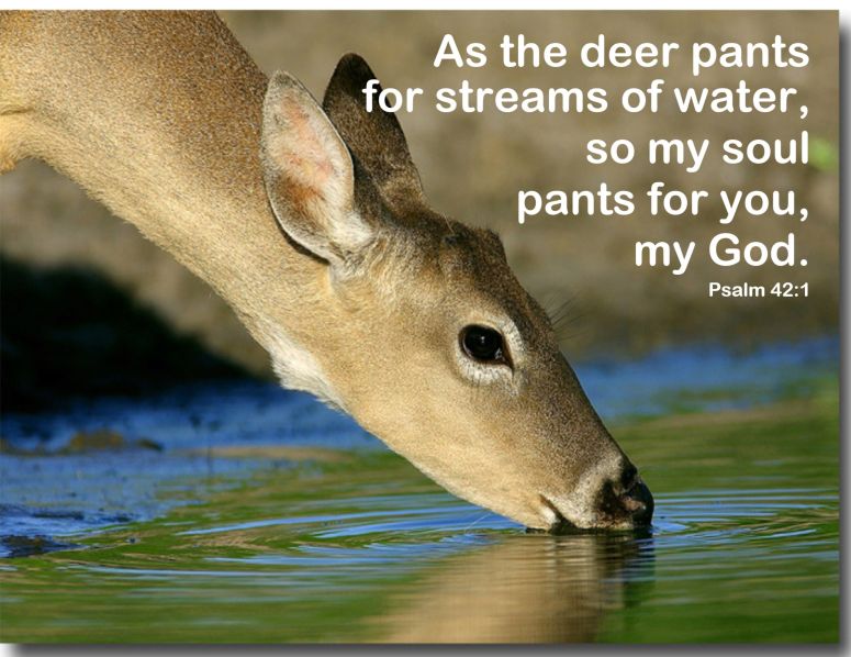Deer