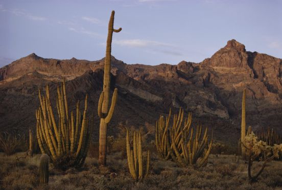 Desert